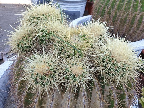 ShengYuan Cactus