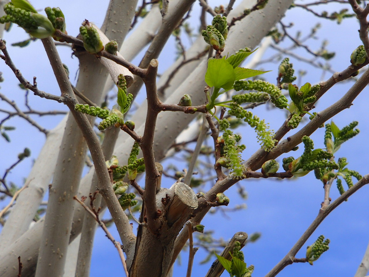 The Mulberry Tree