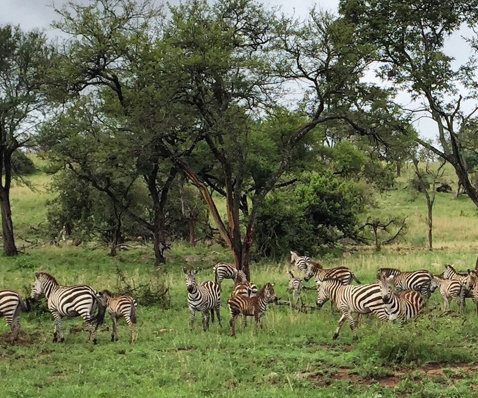 Wildlife Expeditions Africa