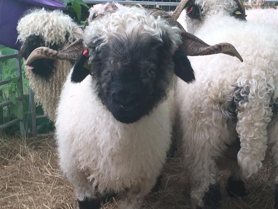 Woolley Animals Alpaca Walking Devon