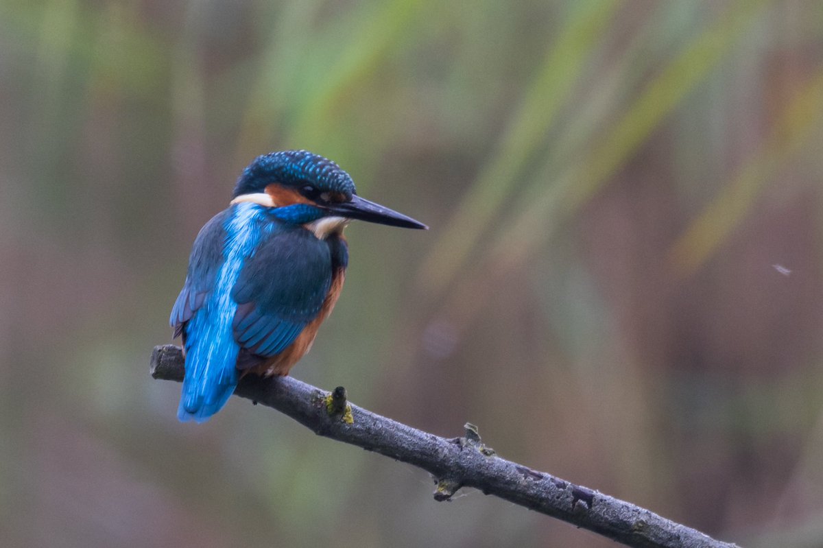 RSPB Fowlmere Nature Reserve