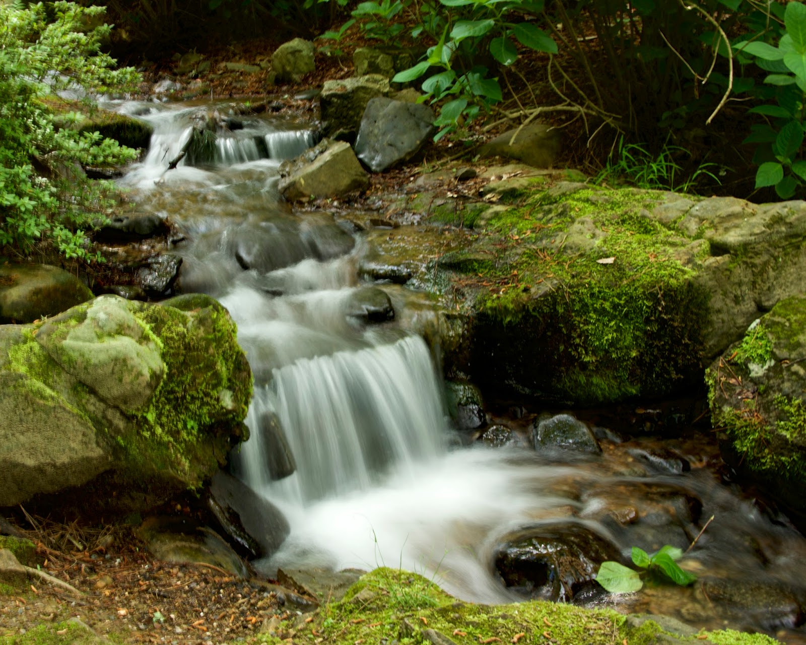 Garvan Woodland Gardens