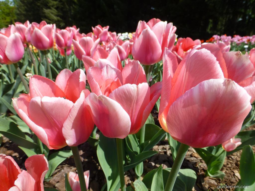 Tulip Non Garden