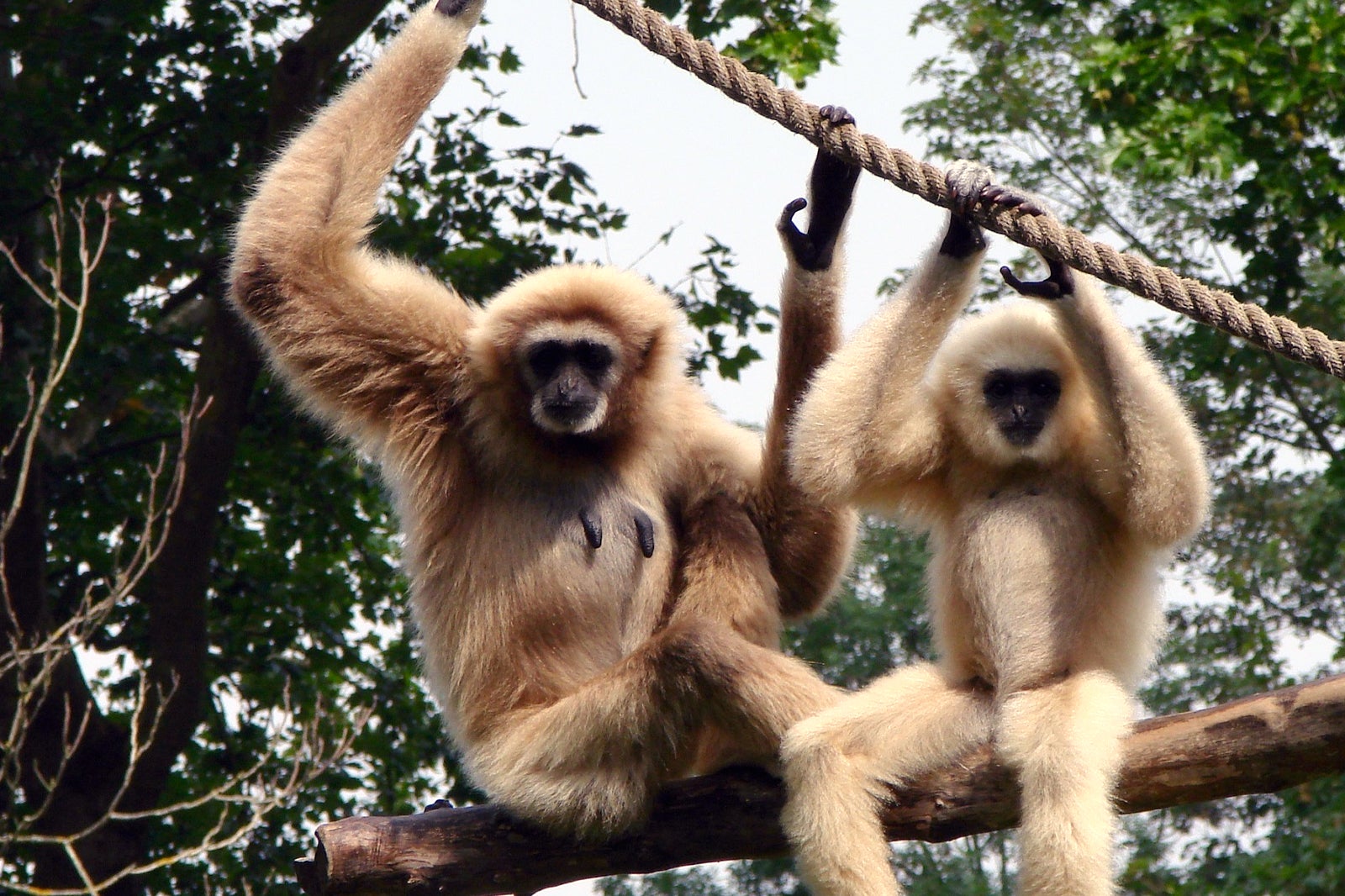 Gibbon Rehabilitation Project