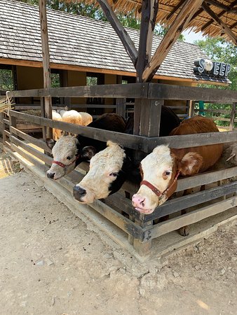 Vanich Farm