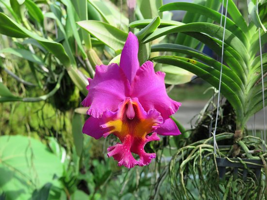 Phuket Orchid Farm