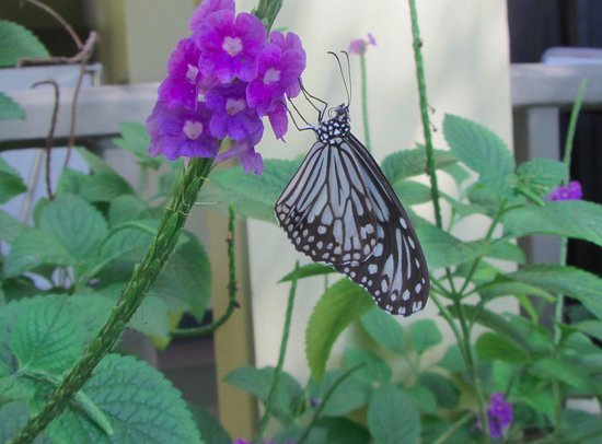 Merlin Butterfly Sanctuary