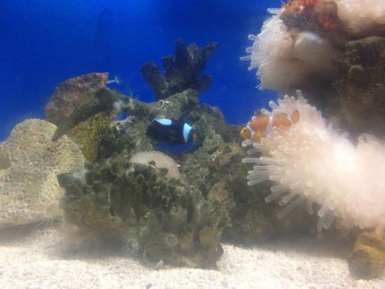 Koh Kham Undersea