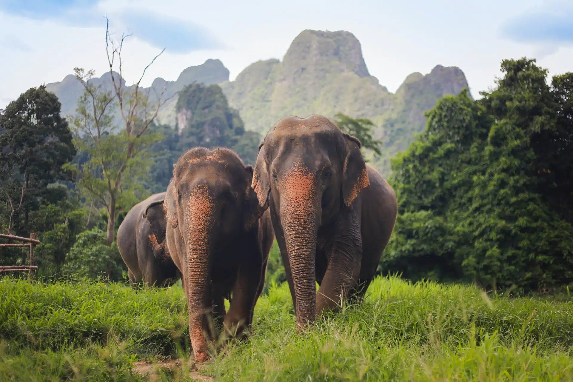 Win Elephant Tour Khao Sok