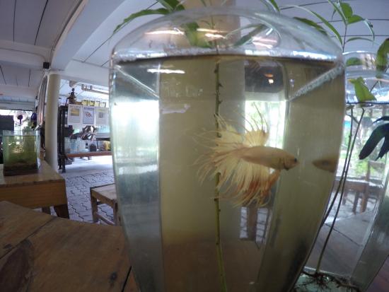 Siamese Fighting Fish Gallery