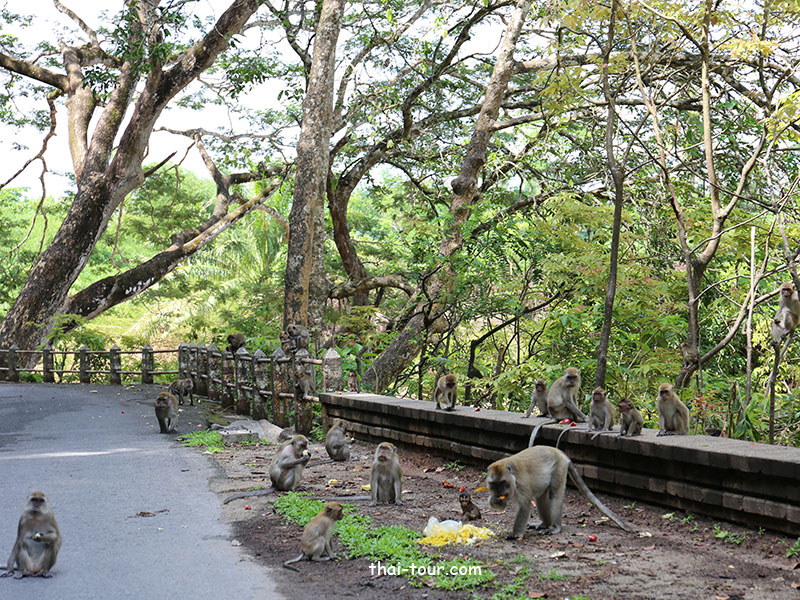 Khao To Phaya Wang Park