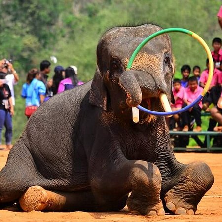 Elephant Study Center Surin