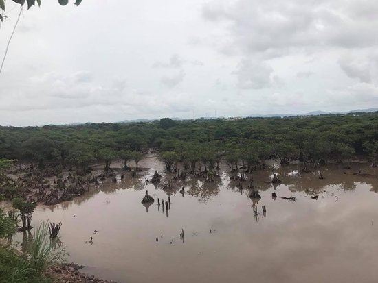 Tien Yen Mangrove Forest