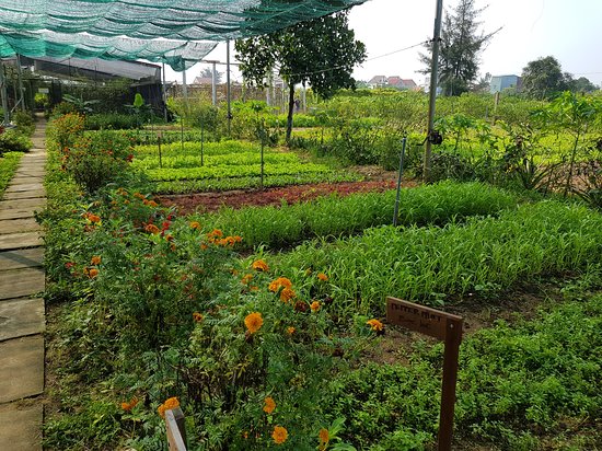Hipaya Organic