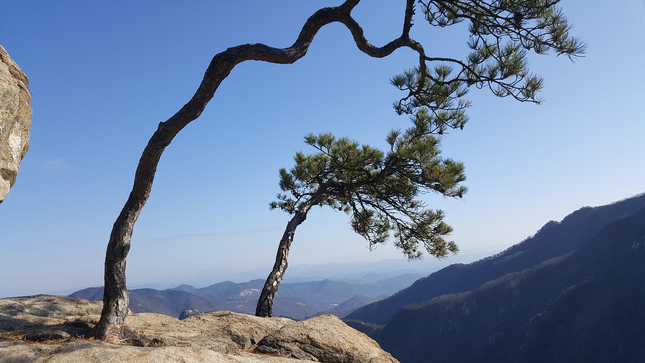 Pinus Cave