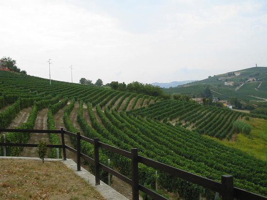 Azienda Agricola "Vigneti Aliberti"