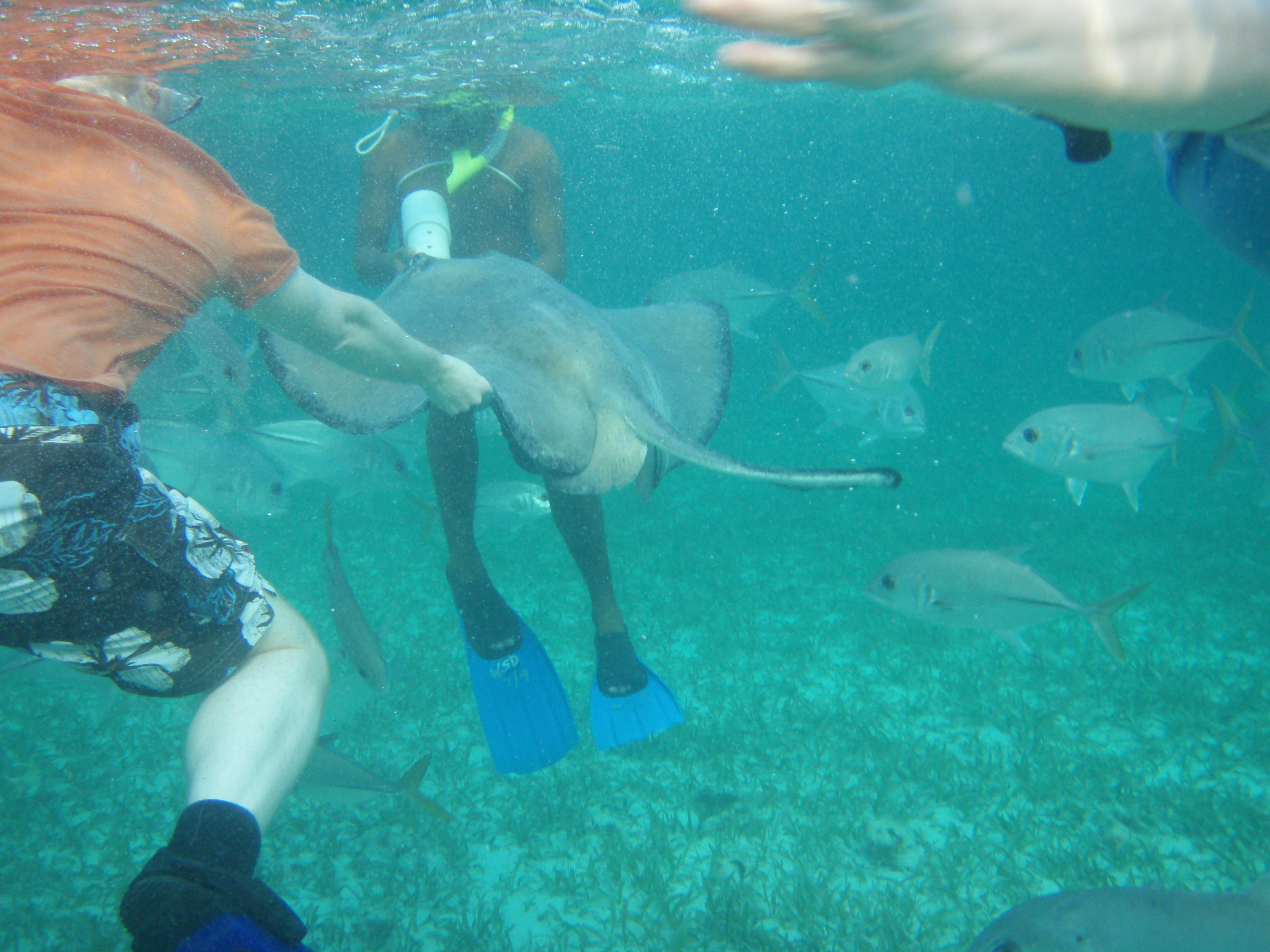 Shark Ray Alley