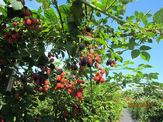 Sannai Jomon Berryland