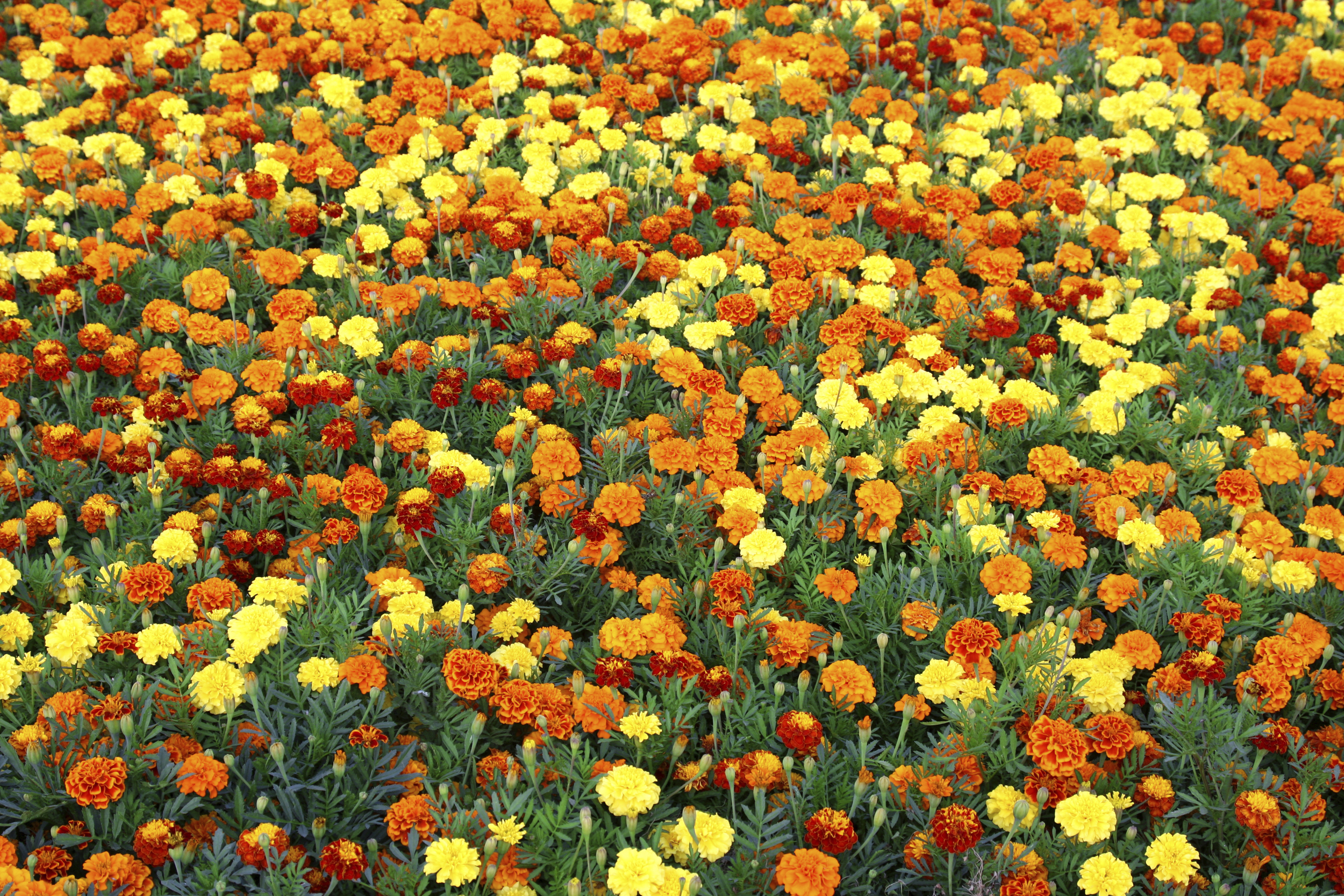 House of Marigold