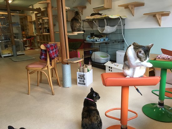 Cat Cafe Caro