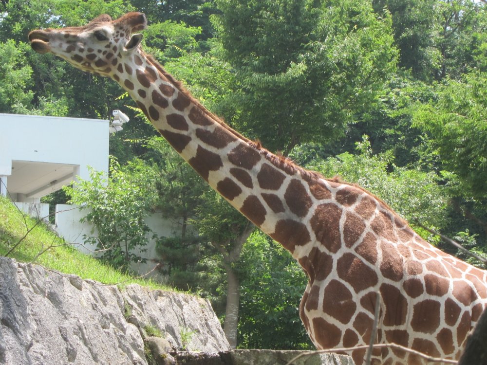 Omoriyama Zoo