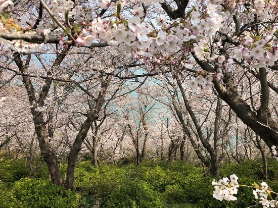 Akomisaki Park