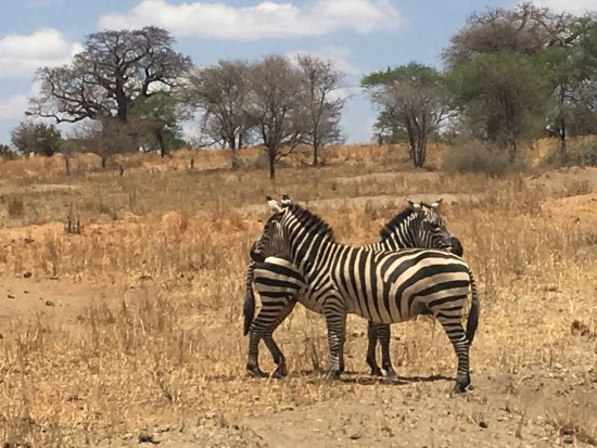 Safari Sasa