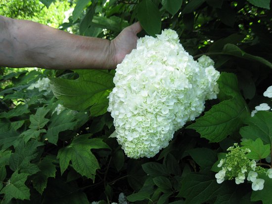 Il parco delle rose - orto-roseto Garlant Fabiani