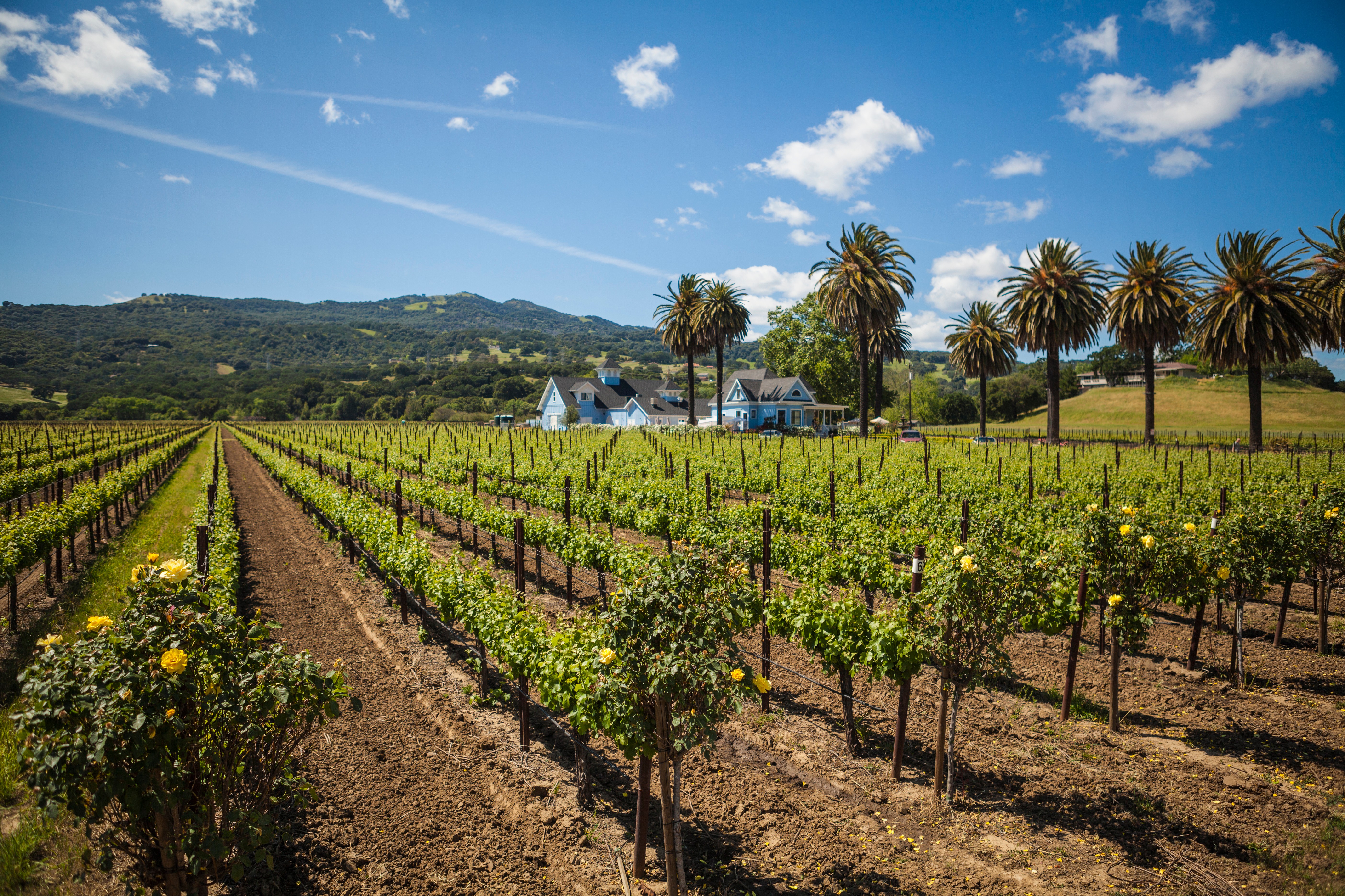 Wooden Valley Winery