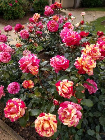 Terre de Rose Distillerie