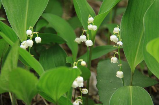 Ahikwacho Colony of a Lily of the Valley