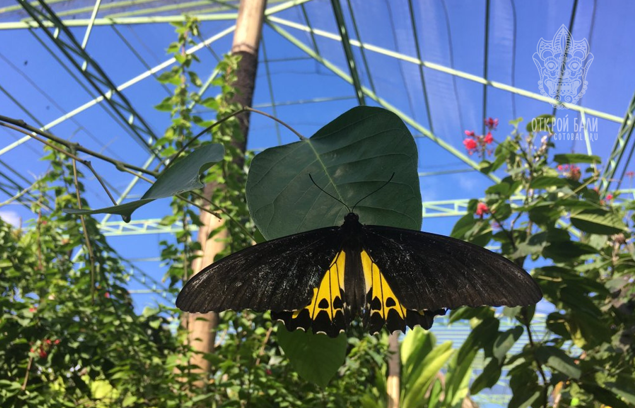 Kemenuh Butterfly Park