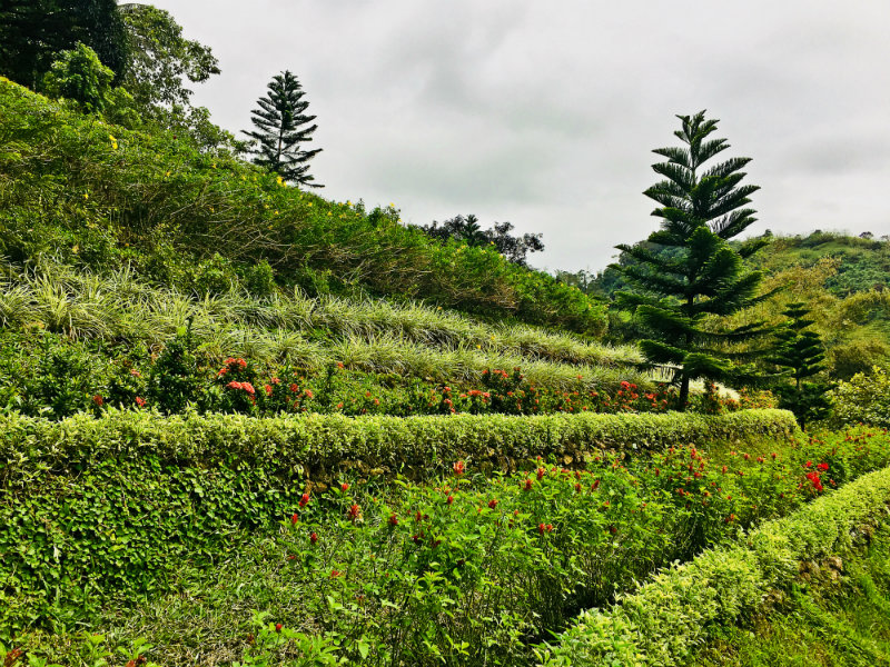 Terrazas de Flores