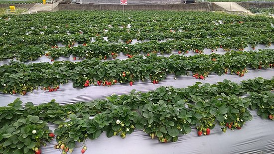 Jingcai Strawberry Garden