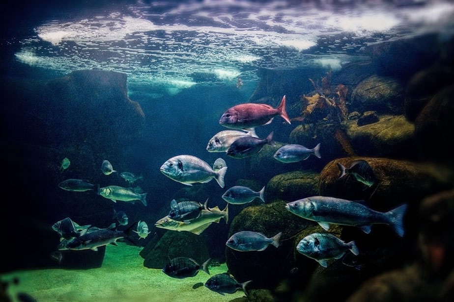 Marinarium