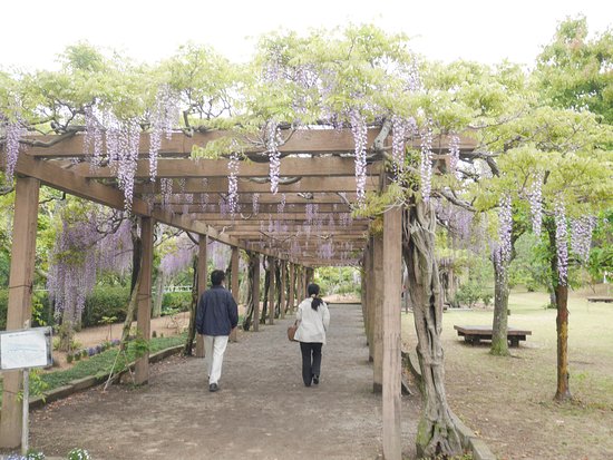 Omishima Fuji Park