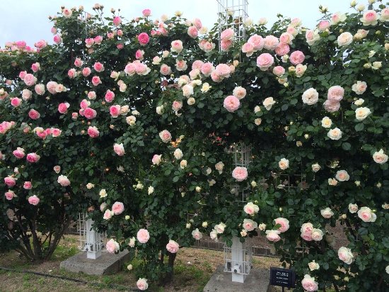 Yoshiumi Rose Park