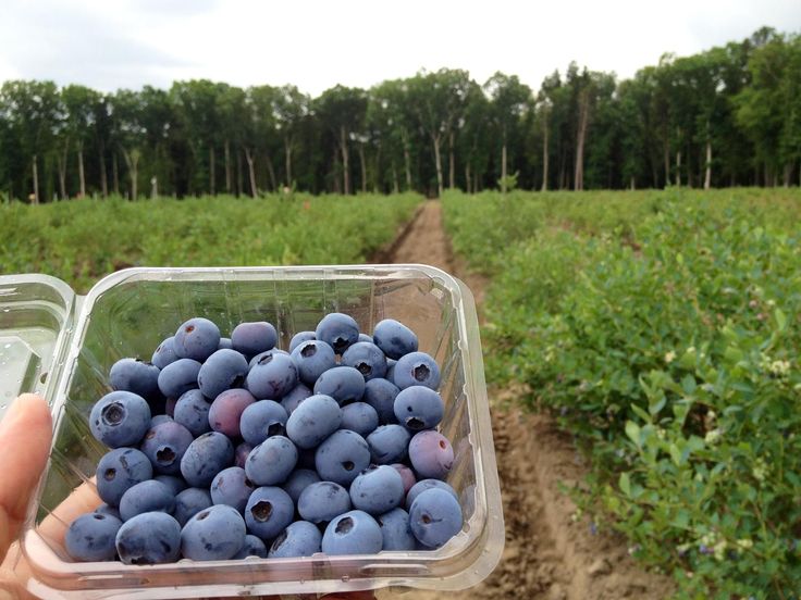 Ishiguro Blueberry Farm