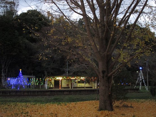 Meoto Maidenhair Trees of Kazusa Okubo