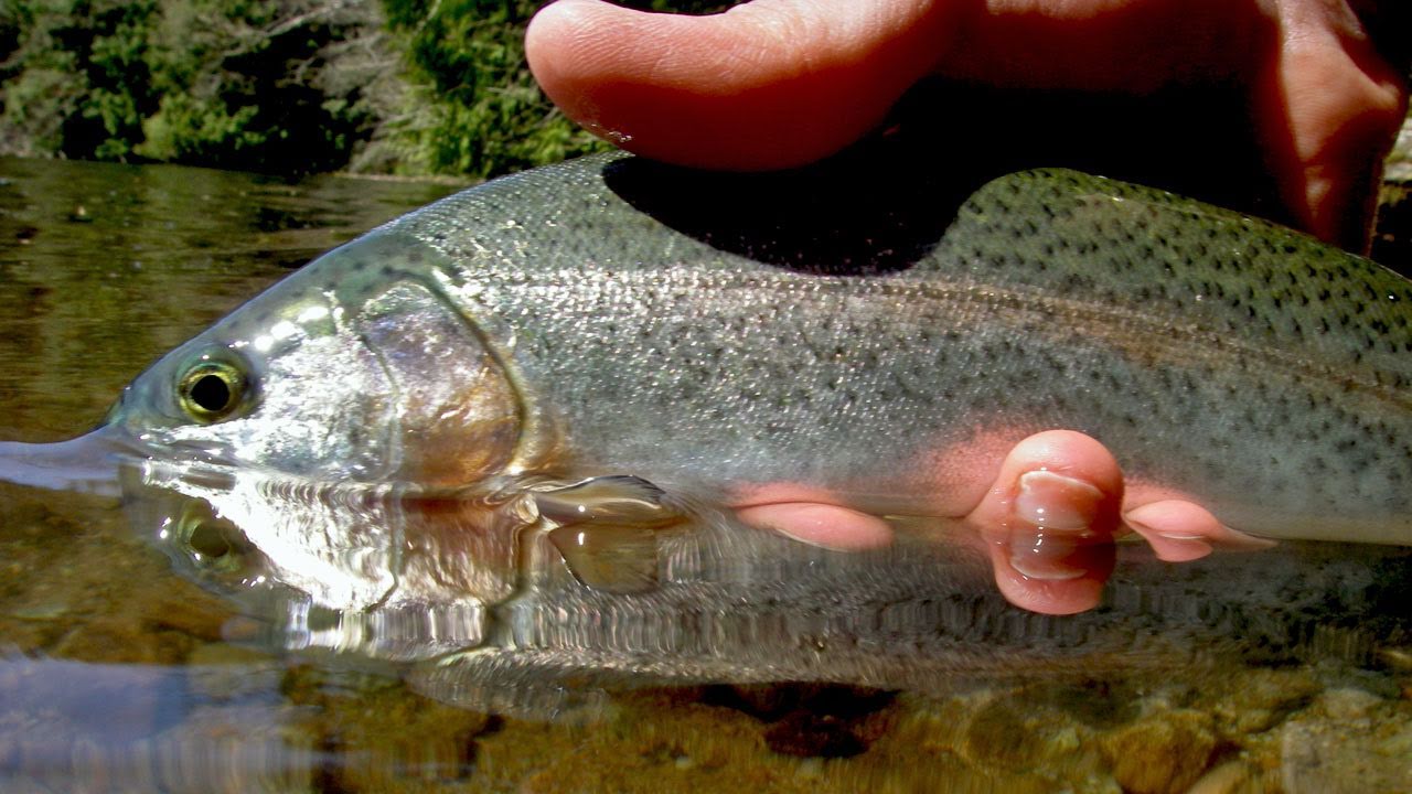 Hinata Valley Trout Fishing Ground