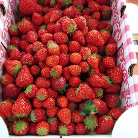 Wada Farm