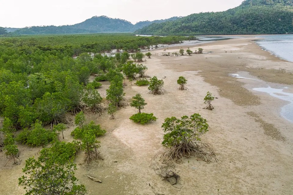 Iriomote Pain Farm