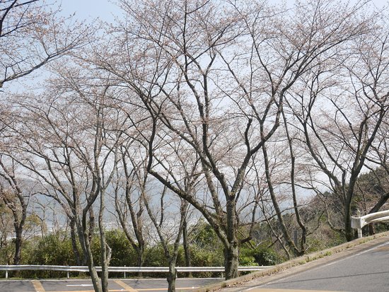 Cherry Trees in Kagamiyama