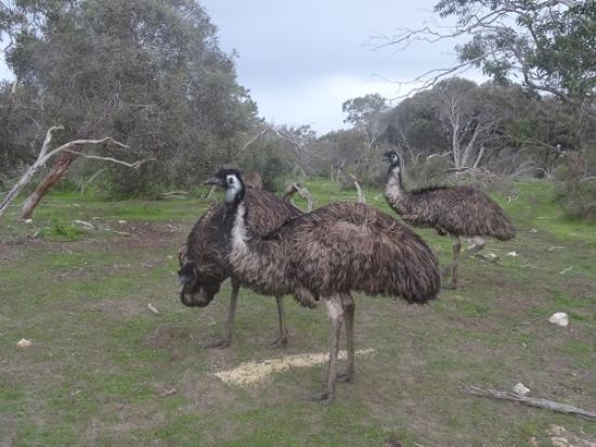 Cockatoo Downs Farmstay