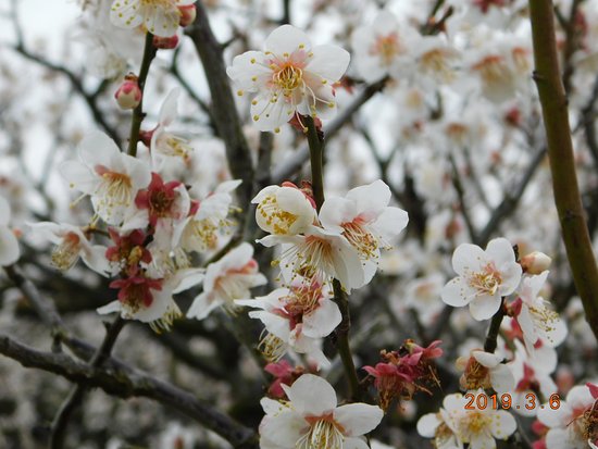 Plum Forest
