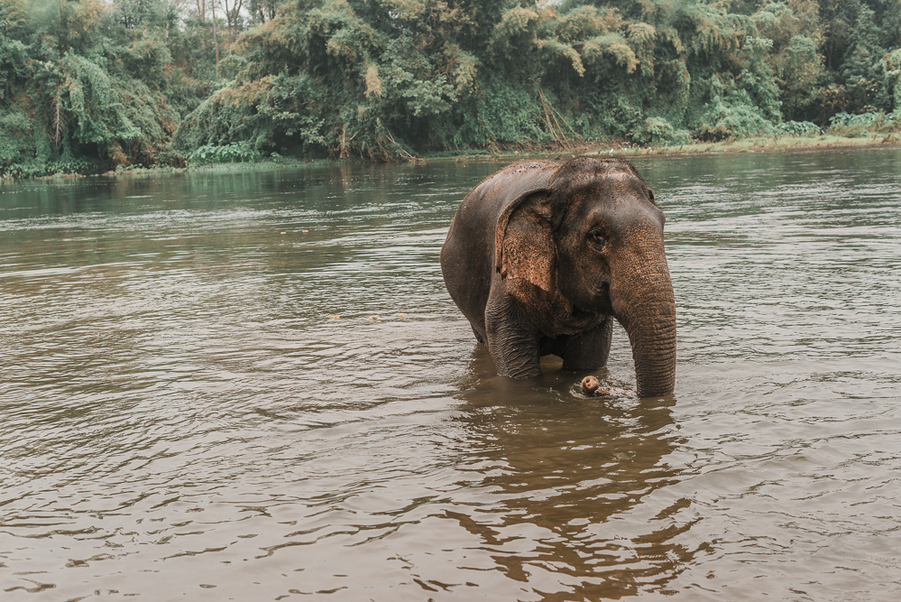 ElephantsWorld