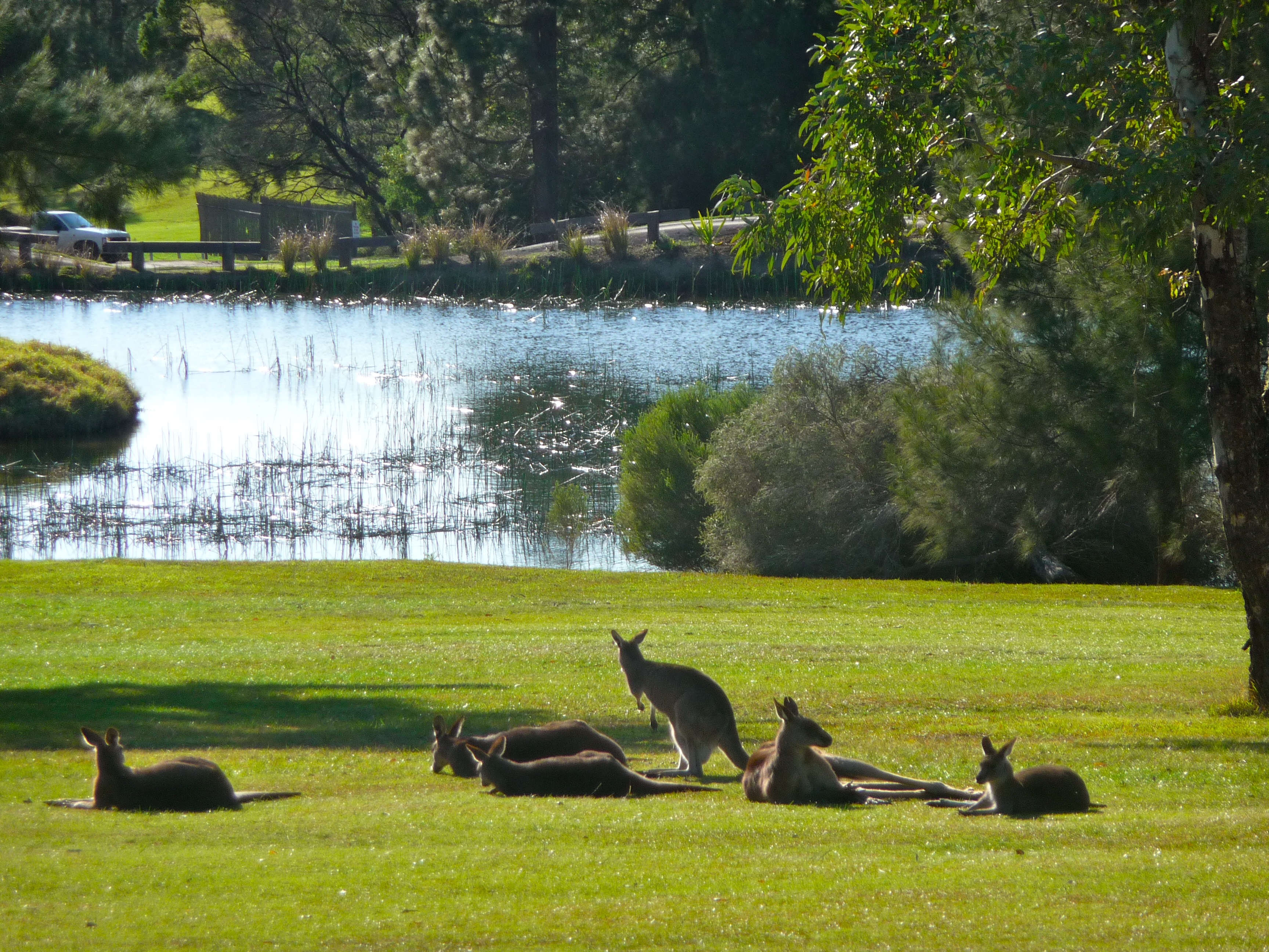 Kangaroo Valley Golf