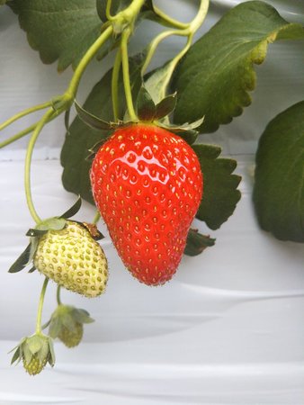 Katano Strawberry Farm