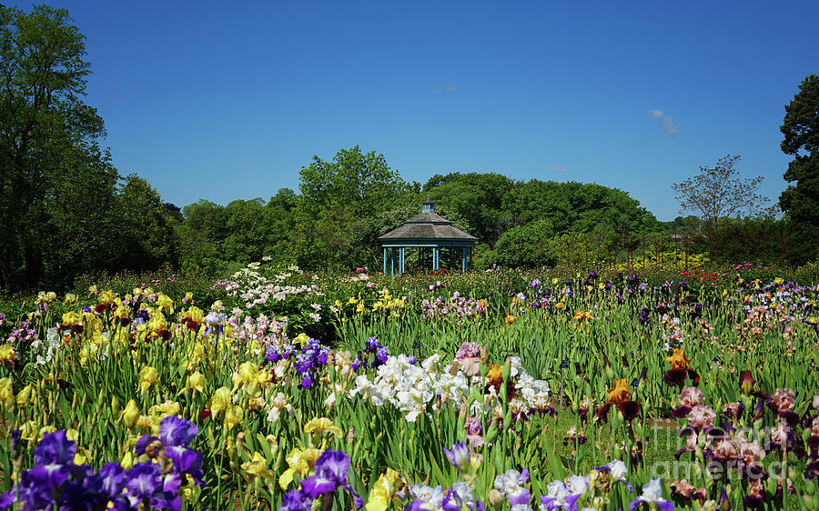 Jotokuin Temple Iris Garden