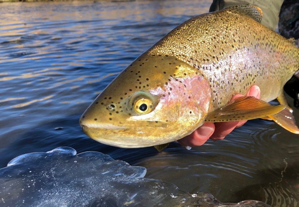 Asakawa International Trout Fishing Ground